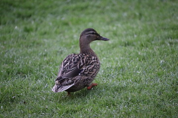Duck in park in Dublin