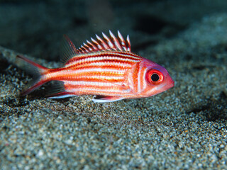 Close up of a squirrel fish