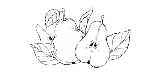 Black and white graphics. A hand-drawn pear. Botanical graphics.
