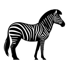 zebra isolated on white