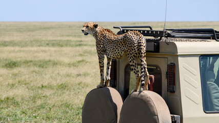 cheetah in the serengeti