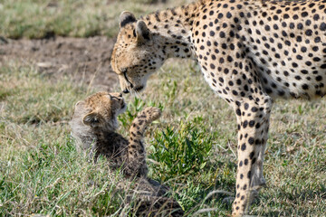 cheetah in serengeti