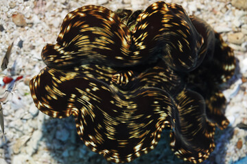 Living giant clam (Tridacna gigas)