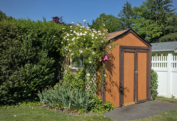 attractive shed barn back yard with roses rose flowers growing (landscaping, yard work, plants, garden, gardening) home decor outdoor outside deck patio