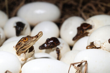 Taxidermy of Siamese freshwater crocodile (Crocodylus siamensis) hatching out from eggs