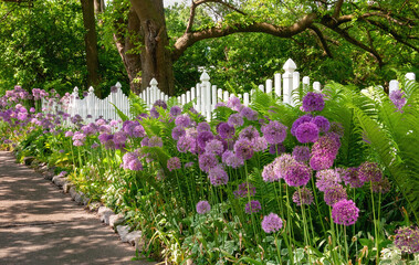 Purple flowers in spring garden fence