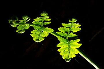 Folha da samambaia planta encontrada na Mata Atlântica Brasileira. 