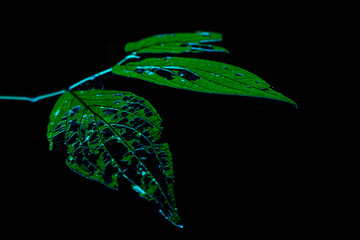 Folha de cor verde iluminada por luz azul e fundo preto. 