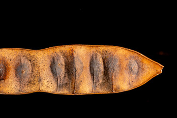 Casca de vagem de cor amarela. 