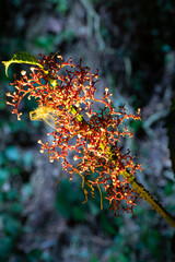 Flor de cor vermelha e a amarela com bolas brancas na ponta. 