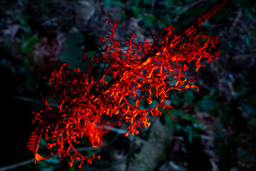 Flor iluminada com uma luz vermelha, a floresta pegando fogo. 