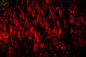 Fototapeta premium Folhas secas de plantas nativas da Mata Atlântica Brasileira iluminadas por uma luz vermelha. 