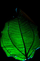 Folha de cor verde de planta originaria da Mata Atlântica Brasileira iluminada por uma luz de cor azul.