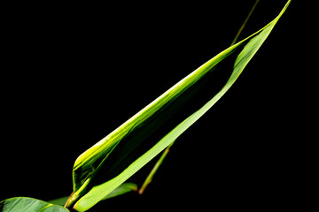 Folha de capim ilumina no escuro. 