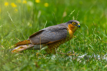 Sparrowhawk with a prey on grass in high resolution photo.