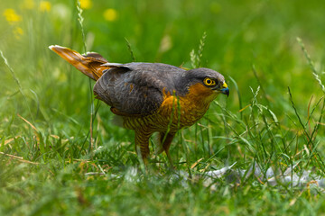 Sparrowhawk with a prey on grass in high resolution photo.
