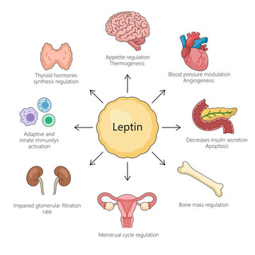 functions of leptin hormone, including appetite regulation, immune activation, blood pressure modulation, and more diagram hand drawn vector illustration. Medical science educational illustration