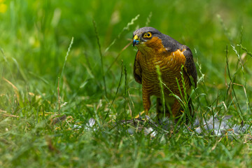 Sparrowhawk with a prey on grass in high resolution photo.