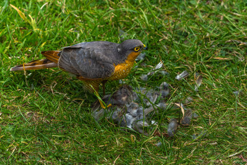 Sparrowhawk with a prey on grass in high resolution photo.