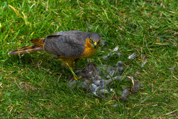 Sparrowhawk with a prey on grass in high resolution photo.