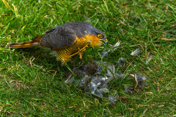 Sparrowhawk with a prey on grass in high resolution photo.