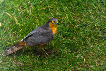 Sparrowhawk with a prey on grass in high resolution photo.