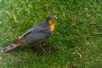 Sparrowhawk with a prey on grass in high resolution photo.