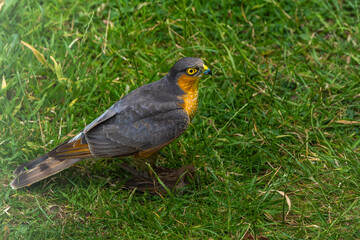 Sparrowhawk with a prey on grass in high resolution photo.