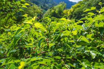 Obraz premium 桑の木の赤い実