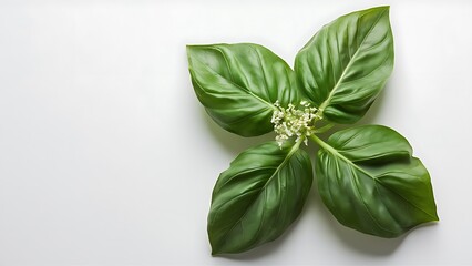 Fresh holy basil leaves with flower on white background