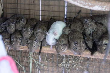 Degu in the zoo. Chilean squirrels resting on top of each other. cute fluffy chile squirrels.
