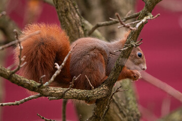 red squirrel on a tree