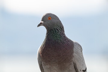 close up of a pigeon