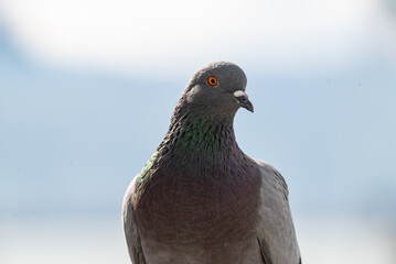 pigeon close up