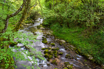 stream in the forest