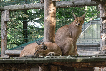 Caracal in the zoo