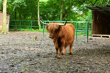 Scottish cow in the zoo
