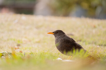 Female thrush feeding in a park.