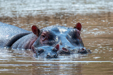 Fototapeta premium Hippo with baby (Hippopotamus amphibius) in the river. National park of Kenya, Africa