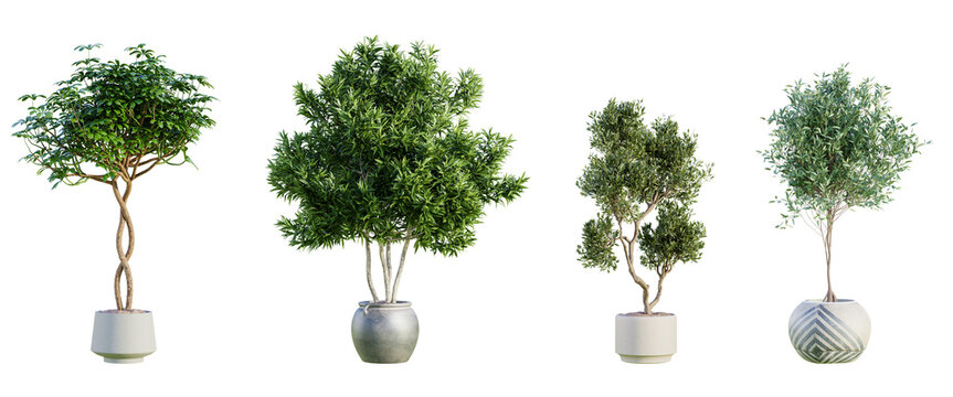 Set of various trees in terracotta pots isolated on transparent background. 3D render.