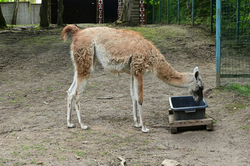 guanaco in the zoo. llama is eating
