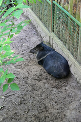 Tayassu pecari in the zoo
