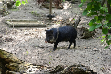 Tayassu pecari in the zoo
