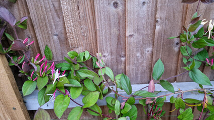 Honeysuckle flowers growing up a wooden fence 