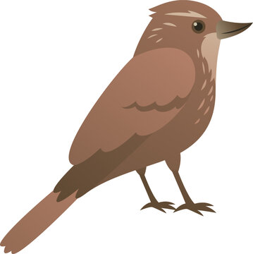 Xenops isolated. Red bird standing vector illustration, side view. Color graphic of tropical rain forest animal.