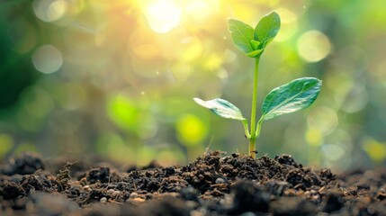 Young plant growing in sunlight. A small plant with lush green leaves sprouts from rich soil, bathed in warm sunlight, symbolizing growth and new beginnings.