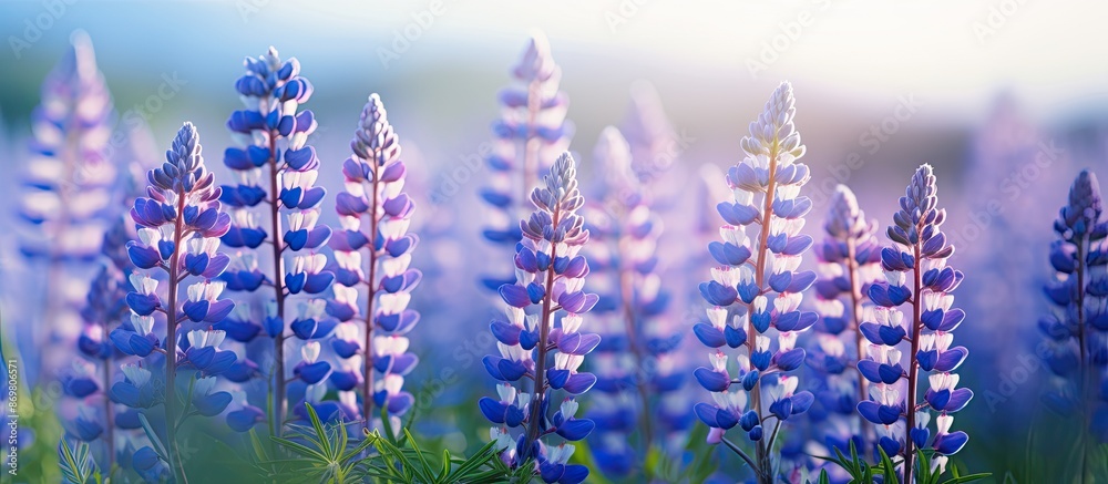 Poster Background with copy space image of wild lupine flowers in a meadow during springtime.