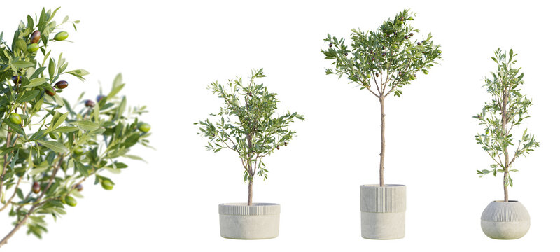 Set of olive trees in terracotta pots isolated on transparent background with selective focus close up. 3D render.
