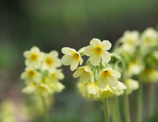 beautiful cowslip in the garden, yellow blossoms, close up of primula veris flower, green...