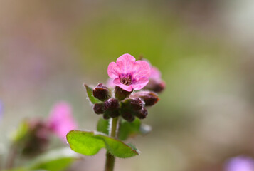 close up of pulmonaria flower, bright flower with pink petals, close up lungwort blossoms
